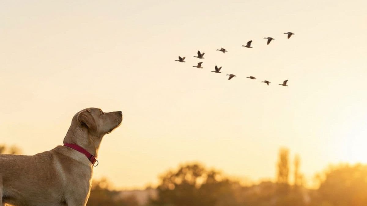 Qual é o coletivo de pássaros e aves? Entenda o termo correto