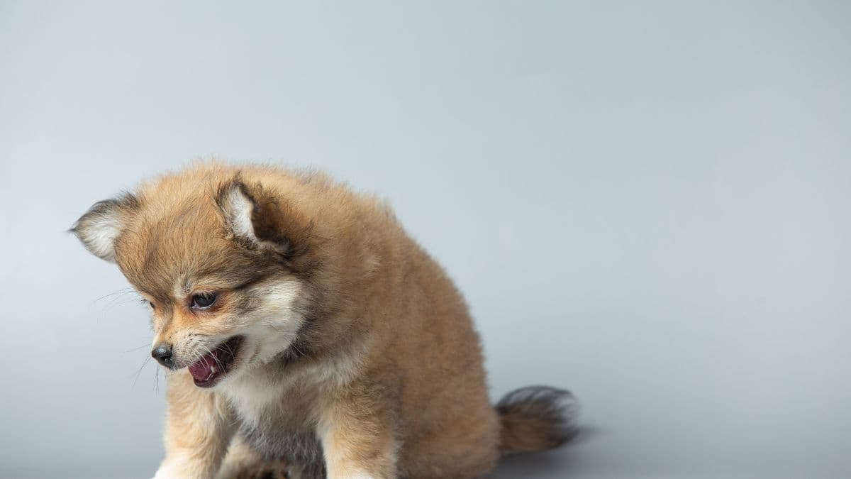 Cachorro com tosse seca é perigoso? O que pode ser?