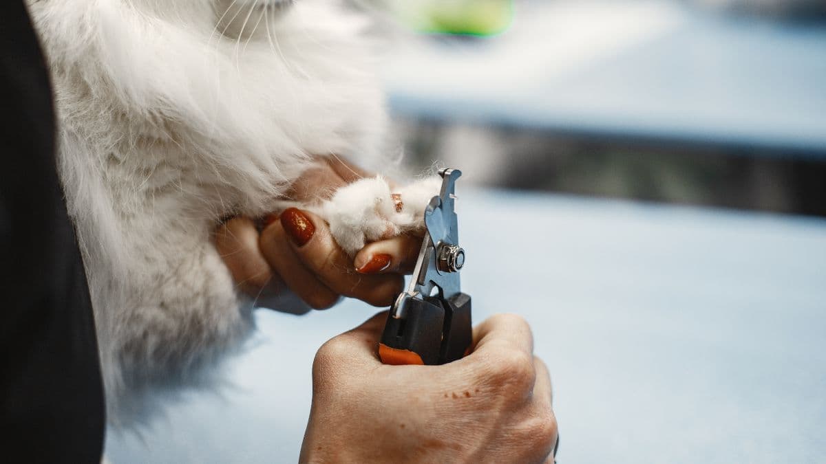 Passo a passo de como cortar a unha de gato em casa