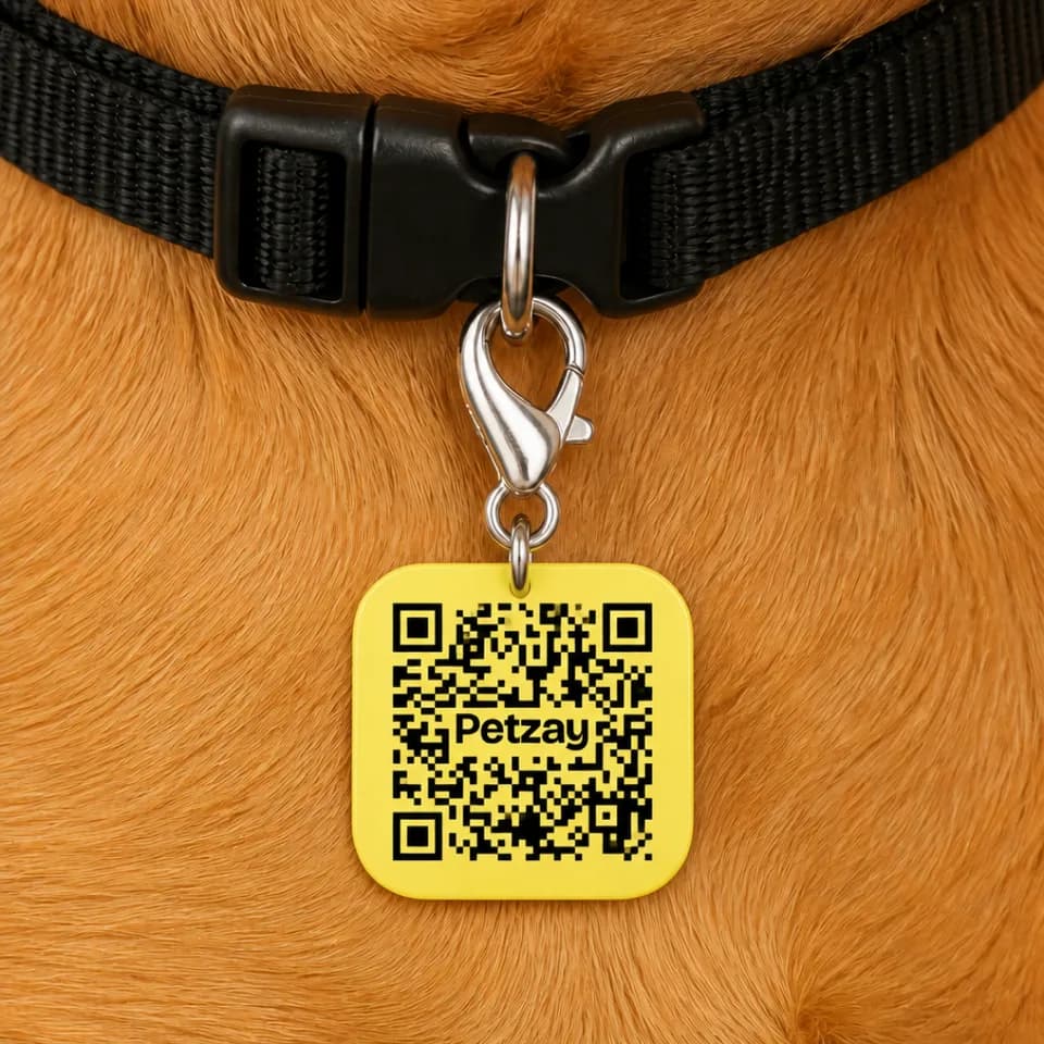 Tag de identificação com QR Code presa na coleira de um cachorro